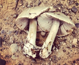 Mushrooms Marina de Almeida Prado